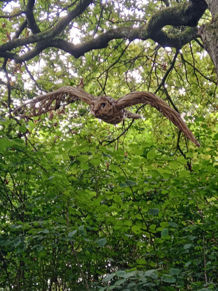 Barn Owl, at Wakehurst Botanic Gardens, West Sussex