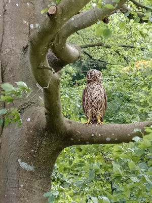 Tawny Owl at Wakehurst Botanic Gardens, West Sussex