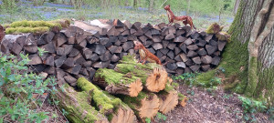 Stoats at Wakehurst Botanic Gardens, West Sussex