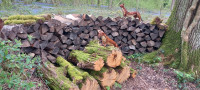 Stoats at Wakehurst Botanic Gardens, West Sussex